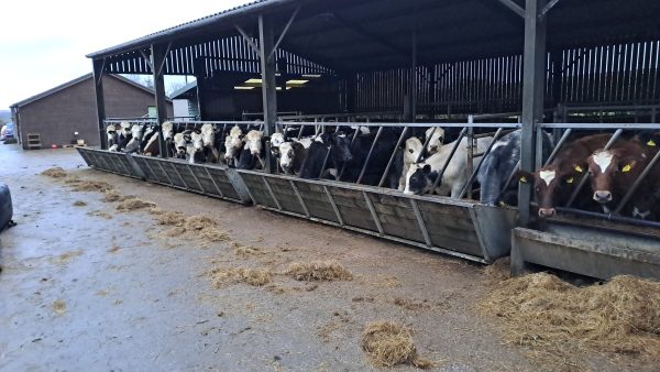 A cow shed with a herd of cattle feeding.