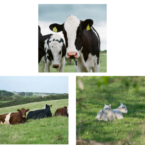 A dairy cow, cattle lying down in a field and two lambs lying together ina field.