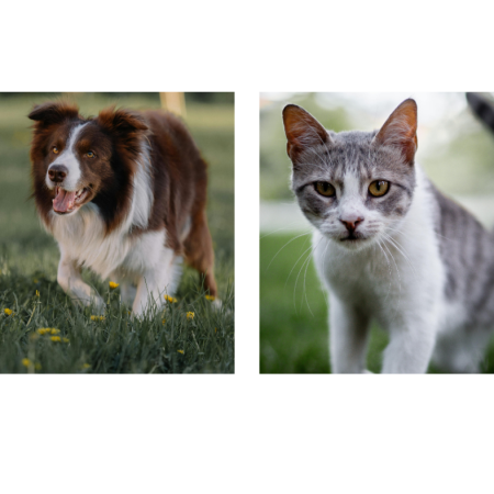 A Border Collie and a grey and white cat