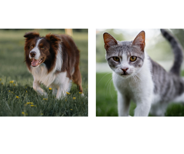 A Border Collie and a grey and white cat