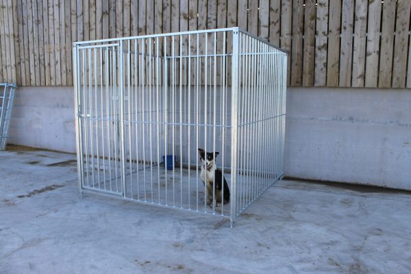 A steel dog kennel containing a dog.