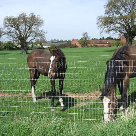 Two horses grazing in a field behind a wire fence.