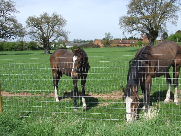 Two horses grazing in a field behind a wire fence.