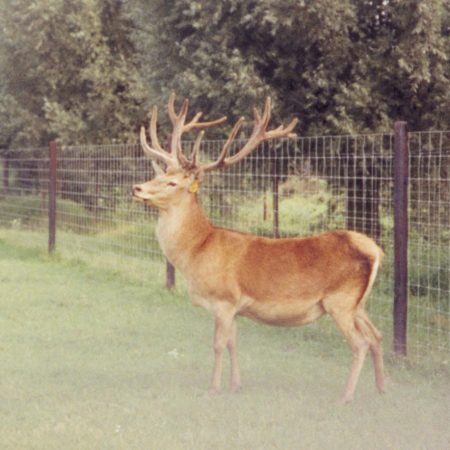 A stag standing in a grassy field in front of a wire fence