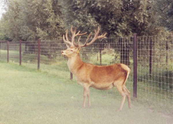 A stag standing in a grassy field in front of a wire fence