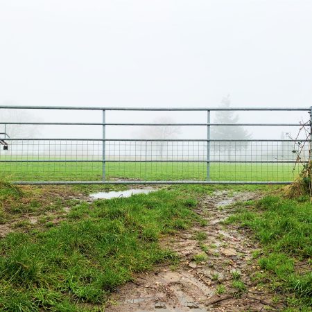 A steel half mesh gate situated in-between two grassy fields on a foggy day.