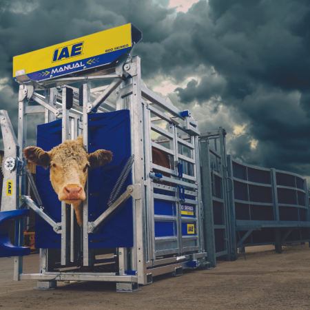 A cow in an IAE cattle crush against a cloudy background