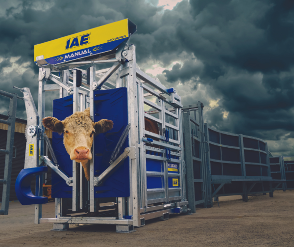 A cow in an IAE cattle crush against a cloudy background