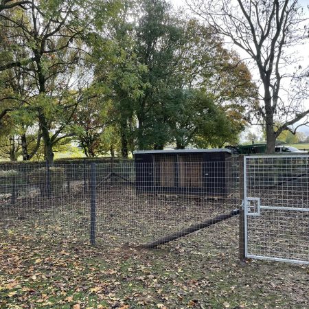 A dog pen created using wire netting and fence posts.