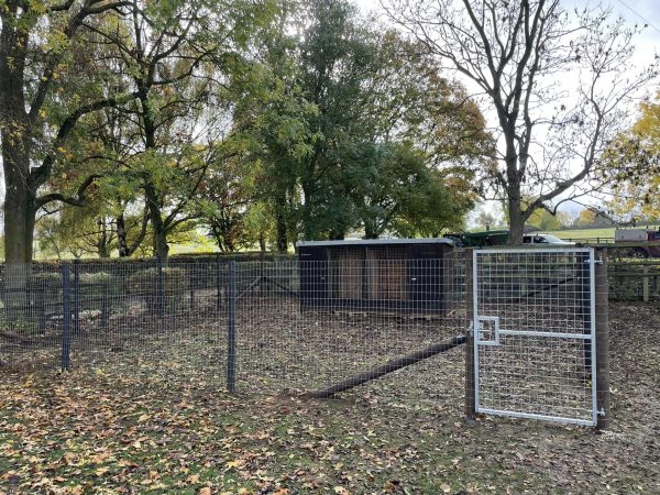 A dog pen created using wire netting and fence posts.